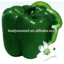 MSP071 Fangzheng venta caliente híbrido semillas de pimiento dulce verde empresa
